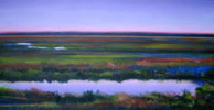Lavender Creek